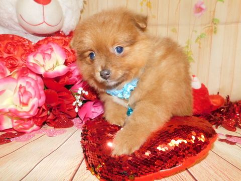 Medium Photo #4 Yoranian Puppy For Sale in HAMMOND, IN, USA