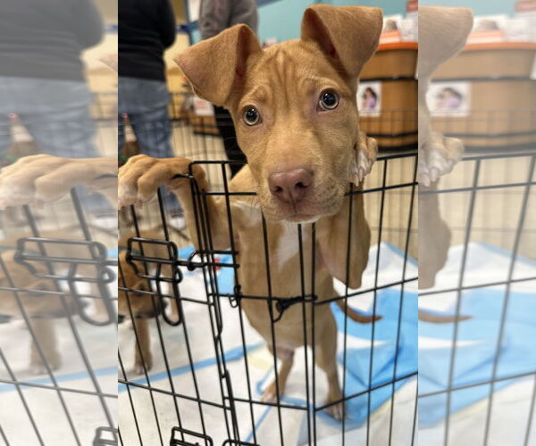 Medium Photo #13 American Pit Bull Terrier-Unknown Mix Puppy For Sale in Germantown, OH, USA