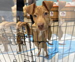 Small #12 American Pit Bull Terrier Mix
