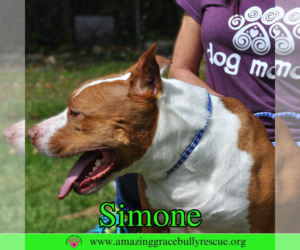 Simone - Female American Staffordshire Terrier-Unknown Mix Dog for Adoption - Photo #16