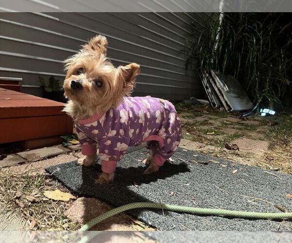 Medium Photo #3 Mutt Puppy For Sale in Brewster, NY, USA