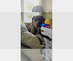 Boxer Dogs for adoption in Austin, TX, USA