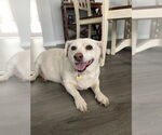Small #1 Jack Russell Terrier Mix