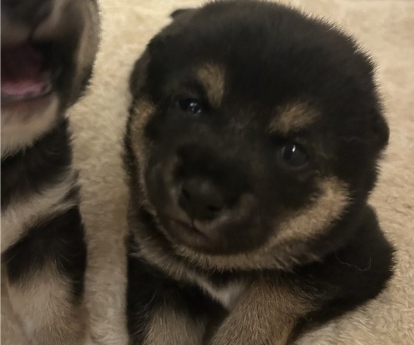 Medium Photo #10 Shiba Inu Puppy For Sale in ELIZABETH CITY, NC, USA