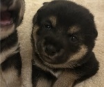Small Photo #10 Shiba Inu Puppy For Sale in ELIZABETH CITY, NC, USA