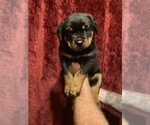 Small Photo #4 Rottweiler Puppy For Sale in COTTAGE GROVE, OR, USA