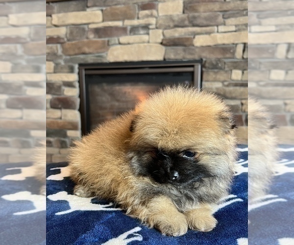 Medium Photo #5 Pomeranian Puppy For Sale in NOBLESVILLE, IN, USA