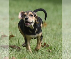 Leo - Male Australian Shepherd-Beagle Mix Dog for Adoption - Photo #9