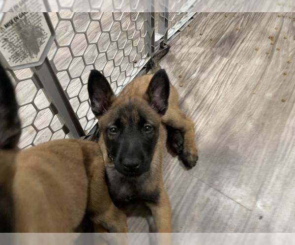 Medium Photo #57 Belgian Malinois Puppy For Sale in REESEVILLE, WI, USA