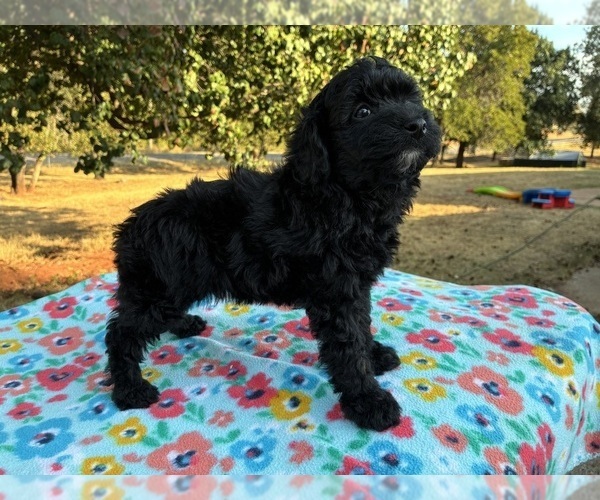 Medium Photo #3 Aussiedoodle Miniature  Puppy For Sale in OKLAHOMA CITY, OK, USA