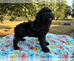 Small Photo #3 Aussiedoodle Miniature  Puppy For Sale in OKLAHOMA CITY, OK, USA