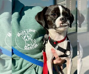Mutt Dogs for adoption in Fairfax, VA, USA