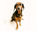 Small #7 Dachshund