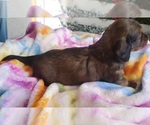 Small #1 Dachshund