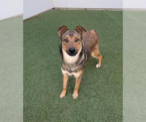 German Shepherd Dog-Unknown Mix Dogs for adoption in San Martin, CA, USA