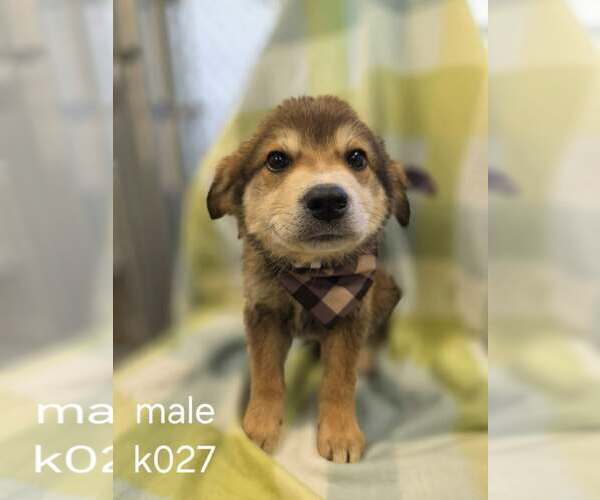 Medium Photo #1 Aussiedor Puppy For Sale in SHERBURNE, NY, USA