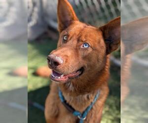 Siberian Husky-Unknown Mix Dogs for adoption in Downey, CA, USA