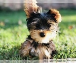 Puppy Puppy 1 Yorkshire Terrier