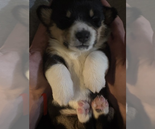 Medium Photo #1 Pembroke Welsh Corgi Puppy For Sale in GRAFTON, OH, USA