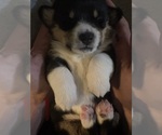 Small Pembroke Welsh Corgi