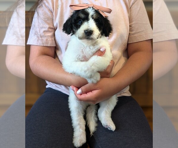 Medium Photo #1 Bernedoodle-Golden Mountain Dog Mix Puppy For Sale in DAVIS, CA, USA