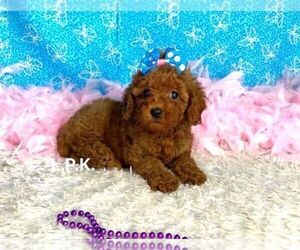 Poodle (Toy) Puppy for sale in WINNSBORO, LA, USA
