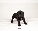 Small Photo #3 Mastiff-Neapolitan Mastiff Mix Puppy For Sale in BRISTOL, IN, USA