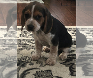 Beagle Puppy for sale in CARTERSVILLE, GA, USA
