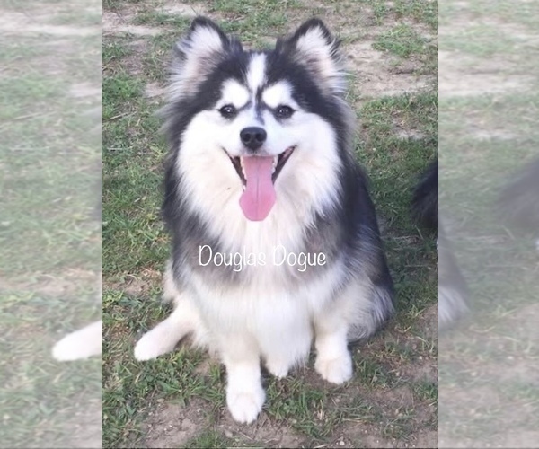 Medium Photo #1 Pomsky Puppy For Sale in SAVOY, MA, USA