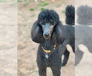 Poodle (Standard) Dogs for adoption in Pacolet, SC, USA