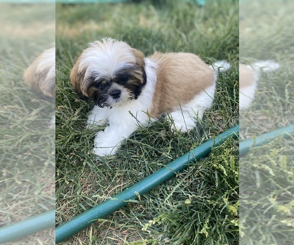 Medium Photo #7 Shih Tzu Puppy For Sale in VENETA, OR, USA