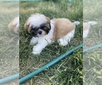 Small Photo #7 Shih Tzu Puppy For Sale in VENETA, OR, USA
