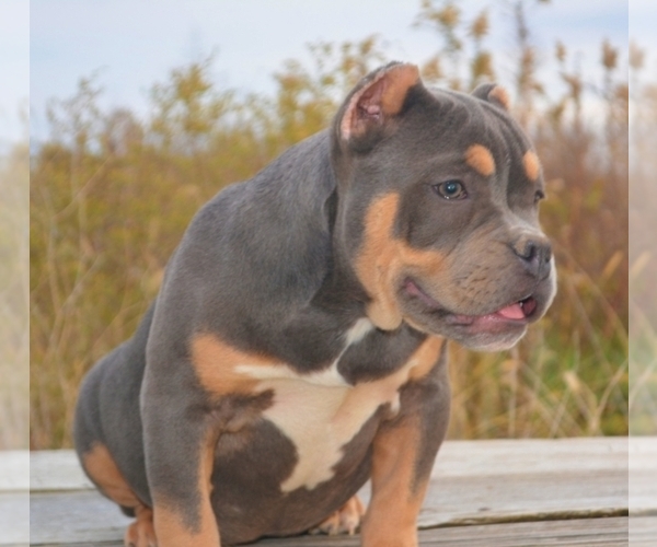 Medium Photo #3 American Bully Puppy For Sale in POMONA, MO, USA