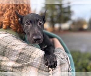 Mutt Dogs for adoption in Santa Rosa, CA, USA