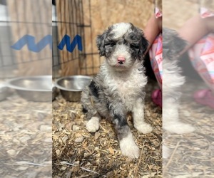Aussiedoodle-Poodle (Miniature) Mix Puppy for Sale in HOMEDALE, Idaho USA
