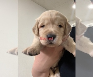 Golden Retriever Puppy for sale in SPG VALLEY LK, CA, USA