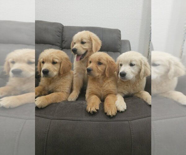 Medium Photo #3 Golden Retriever Puppy For Sale in SACRAMENTO, CA, USA