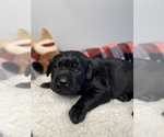 Small Photo #5 Labrador Retriever Puppy For Sale in MERRILL, MI, USA