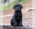 Small Photo #2 Labrador Retriever-Unknown Mix Puppy For Sale in San Diego, CA, USA