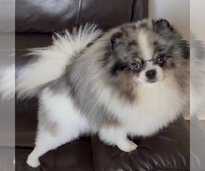 Father of the Pomeranian puppies born on 08/06/2026