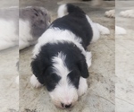 Small Photo #4 Aussiedoodle Puppy For Sale in DOWELLTOWN, TN, USA