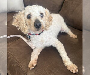 Poodle (Miniature) Dogs for adoption in Mundelein, IL, USA