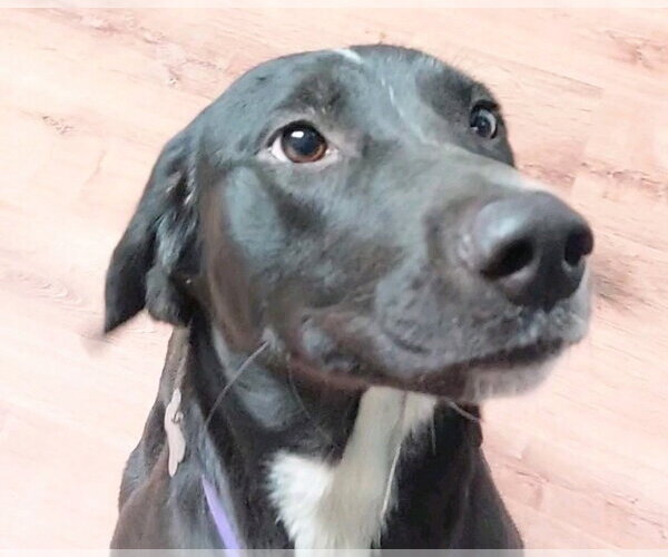 Medium Photo #3 Labrador Retriever-Unknown Mix Puppy For Sale in Boston, MA, USA