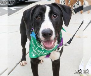 Borador Dogs for adoption in Washington, DC, USA