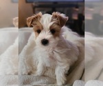 Small Yorkshire Terrier