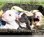 Small Photo #20 French Bulldog Puppy For Sale in EUGENE, OR, USA