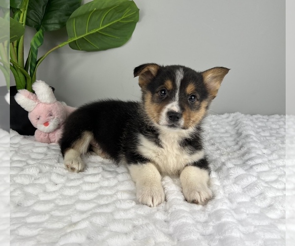 Medium Photo #3 Pembroke Welsh Corgi Puppy For Sale in FRANKLIN, IN, USA