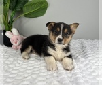 Small #2 Pembroke Welsh Corgi