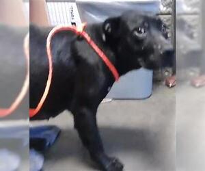 Labrador Retriever-Unknown Mix Dogs for adoption in Tulsa, OK, USA