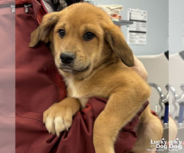 Medium Photo #2 Golden Retriever-Unknown Mix Puppy For Sale in Washington, DC, USA